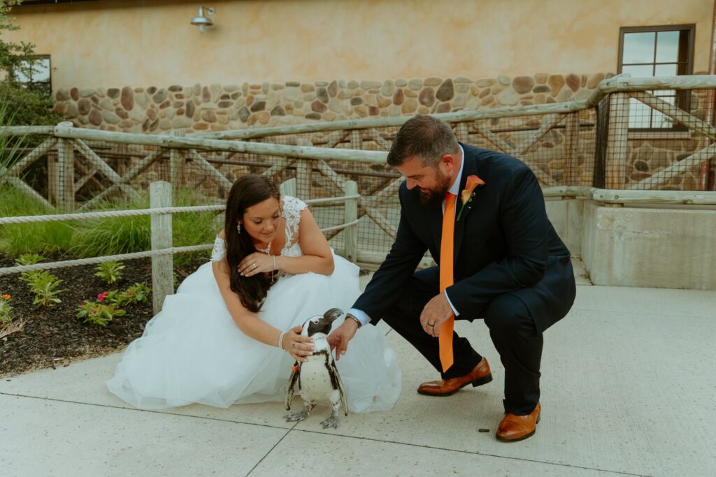 couple petting a penguin at their Columbus Zoo wedding