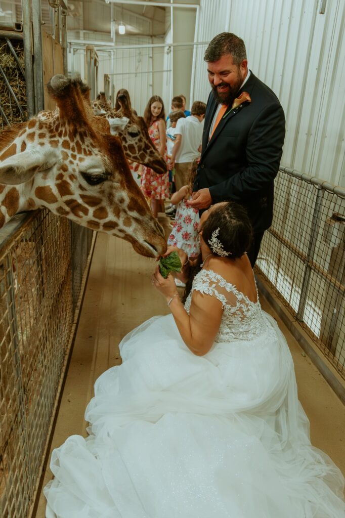 Columbus Zoo giraffe feeding