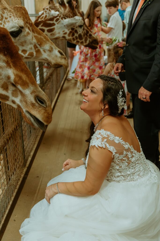 bride feeding giraffe during her Columbus Zoo wedding