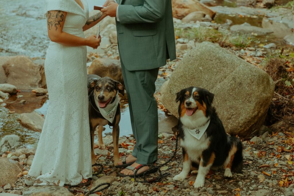 dogs attending maine elopement