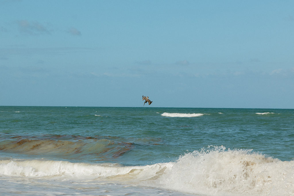 Bird diving into the water at Secrets Playa Blanca 