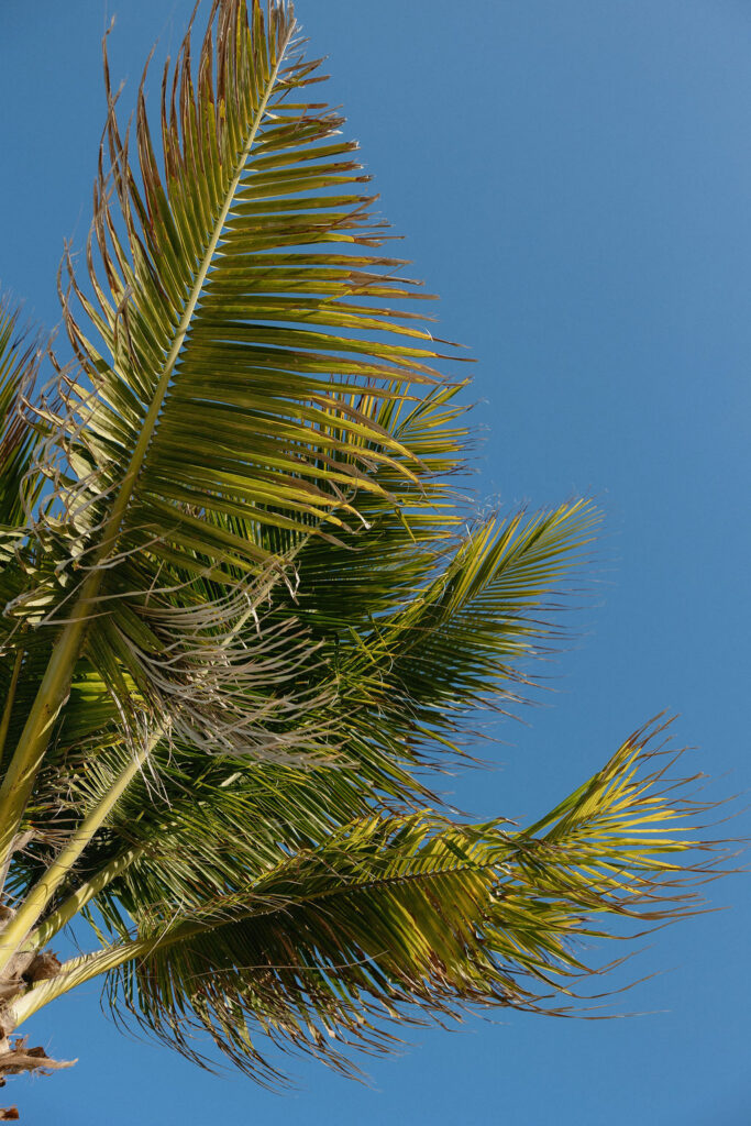 Palm tree on Secrets Playa Blancas beach 