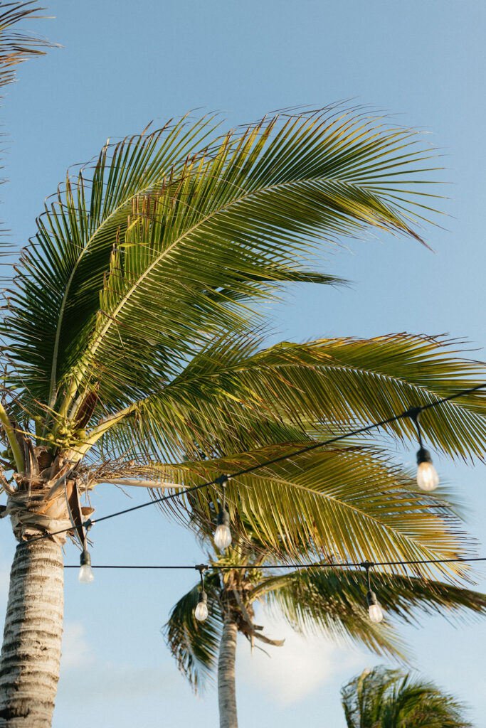 Decorative lights hanging from a palm tree for a Secrets Playa Blanca wedding reception