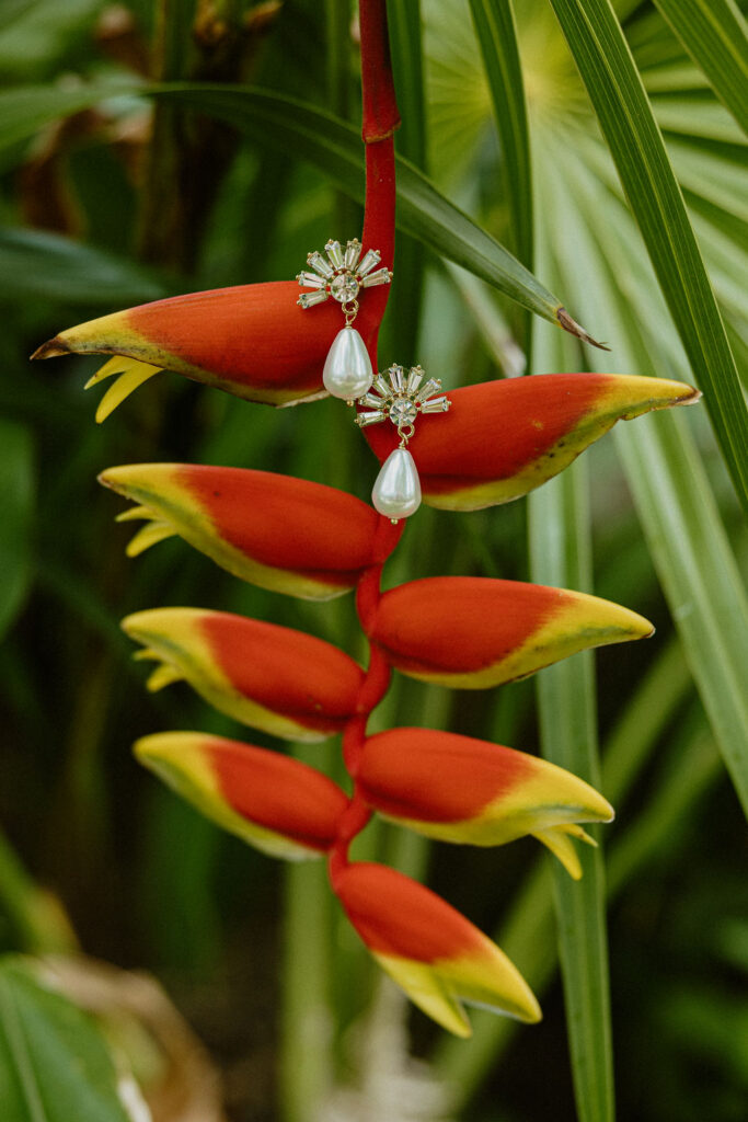 Earrings hanging on a plant in Cancun, Mexico